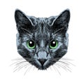 Cat face sketch vector Royalty Free Stock Photo