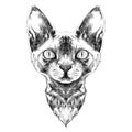 Cat face sketch vector Royalty Free Stock Photo