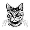 Cat face sketch vector illustration Royalty Free Stock Photo