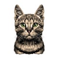 Cat face sketch vector Royalty Free Stock Photo