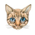 Cat face. Watercolor. Vector illustration. Thoroughbred cat.