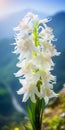 White Orchid: A Joyful Celebration Of Nature In Hazy Mountains