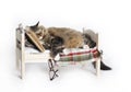 Cat Falls Asleep Reading Royalty Free Stock Photo