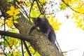 A cat falls from a tree and claws at its trunk