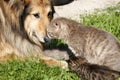 Cat family and dog Royalty Free Stock Photo