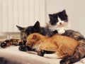 Cat Family. Happy moments. Cat mother with kittens