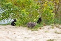 Cat family with kittens in the bushes on sandy beach Royalty Free Stock Photo