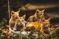 Cat Family lies in the middle of the forest. Family group of four fluffy beautiful kitten with mother Cat lie on Forest background