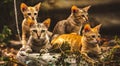 Cat Family lies in the middle of the forest. Family group of four fluffy beautiful kitten with mother Cat lie on Forest background