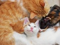 Cat family Royalty Free Stock Photo