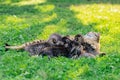 Cat family. Scottish fold tabby cat with small kittens. cat mother with kittens. cat with kittens on a green lawn in a Royalty Free Stock Photo