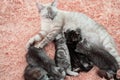 The cat family slept happily on the bed