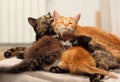 Cat Family. Happy moments