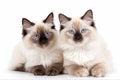 The Cat Fanciers\' Association (CFA) has ranked the 100 most popular cat breeds.