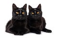 The Cat Fanciers\' Association (CFA) has ranked the 100 most popular cat breeds.