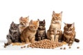 The Cat Fanciers\' Association (CFA) has ranked the 100 most popular cat breeds.