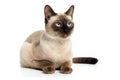 The Cat Fanciers\' Association (CFA) has ranked the 100 most popular cat breeds.