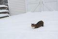 Cat on Farm in Deep Snow Royalty Free Stock Photo