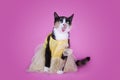 Cat in fashionable dress on a pink background isolated