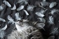Cat and feathers are falling around