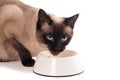 Cat with feeding bowl Royalty Free Stock Photo