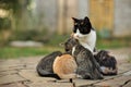 Cat feeding her kittens in the garden Royalty Free Stock Photo