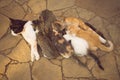 Cat feeding her kittens on the sunny stone floor outdoor Royalty Free Stock Photo