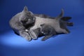 Cat feeding her new born kittens, blue background Royalty Free Stock Photo