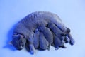 Cat feeding her new born kittens, blue background Royalty Free Stock Photo