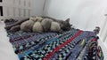 Cat feeding her new born kittens, traditional carpet