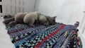 Cat feeding her new born kittens, traditional carpet