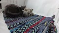 Cat feeding her new born kittens, traditional carpet