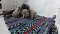 Cat feeding her new born kittens, traditional carpet