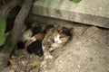 Cat feeding its kittens, mother cat and kittens, newborn kittens, cats sucking milk.