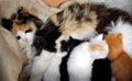 Cat feeding kittens Royalty Free Stock Photo