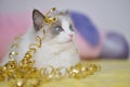 Cat feeling special with golden ribbon