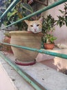 Cat feels sleepy wile resting in a clay pot