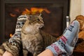 Cat and feet in front of the fireplace Royalty Free Stock Photo