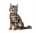 The cat Felis silvestris catus Royalty Free Stock Photo