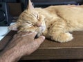 The cat fell asleep with its head on its owner`s hand Royalty Free Stock Photo