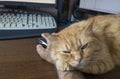 The cat sleeps on the hand of the owner working on the computer Royalty Free Stock Photo