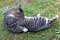 Cat females pose in during estrus and maximum probability of be