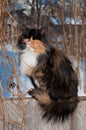 Cat on the fence