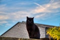 The cat on the fence.