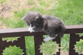 Cat on the fence. Royalty Free Stock Photo