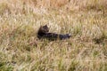 A cat in a field