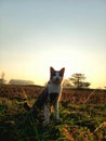 Cat in the field with the sunset? Beautiful