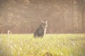Cat in Field at Sunset Royalty Free Stock Photo