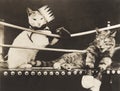 Cat fight Royalty Free Stock Photo