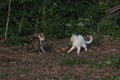 Cat fight in the backyard of the house